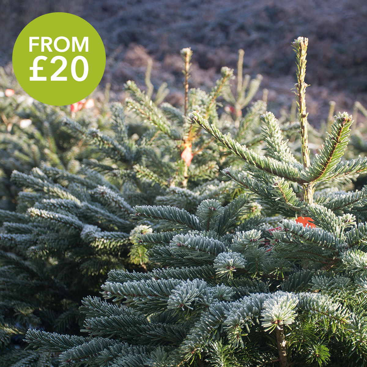 Christmas trees at The Old School Nursery garden centre